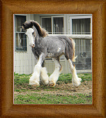 Northern Lights Solar Flaire ~ 2011 ~ Clononeen White Desert Prince x Northern Lights Karen's Twister ~ SOLD